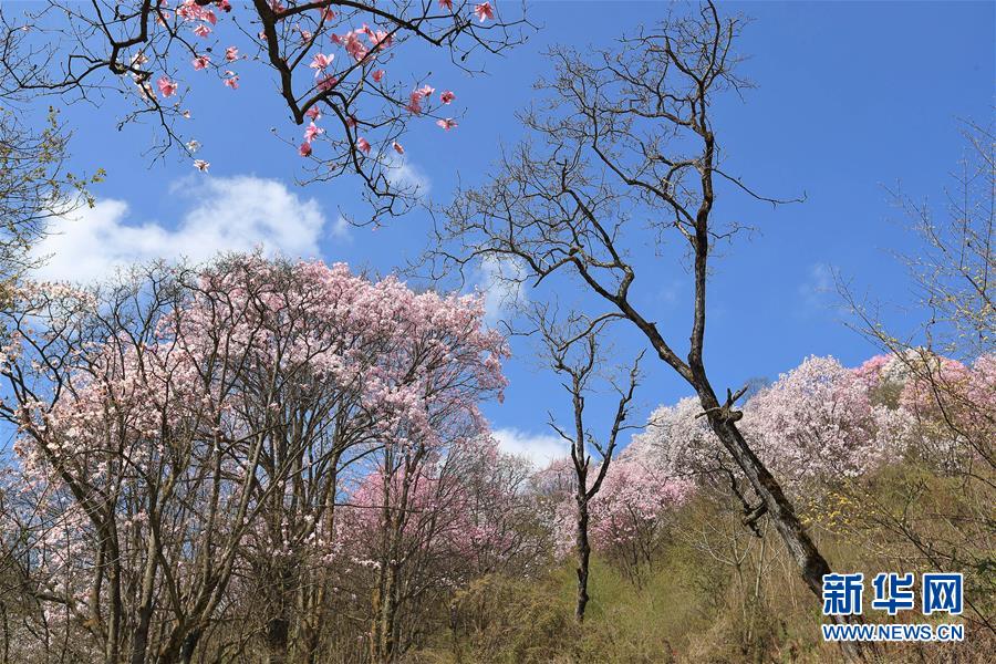 （春季美麗生態(tài)）（2）春花爛漫時