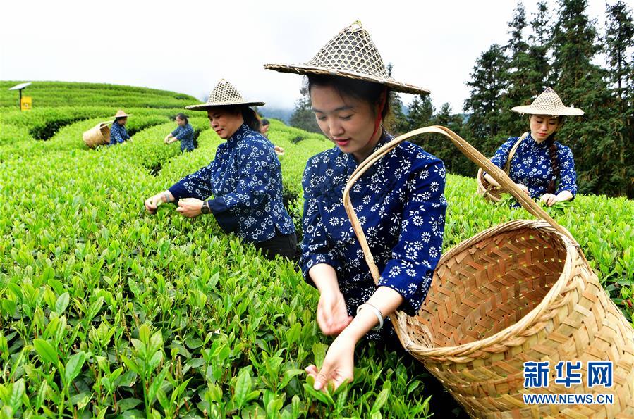 （社會）（5）武夷山：生態茶園 祭茶喊山