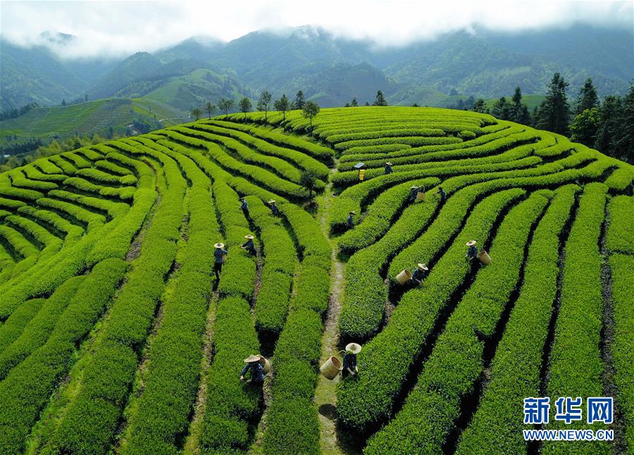 （社會）（3）武夷山：生態(tài)茶園 祭茶喊山