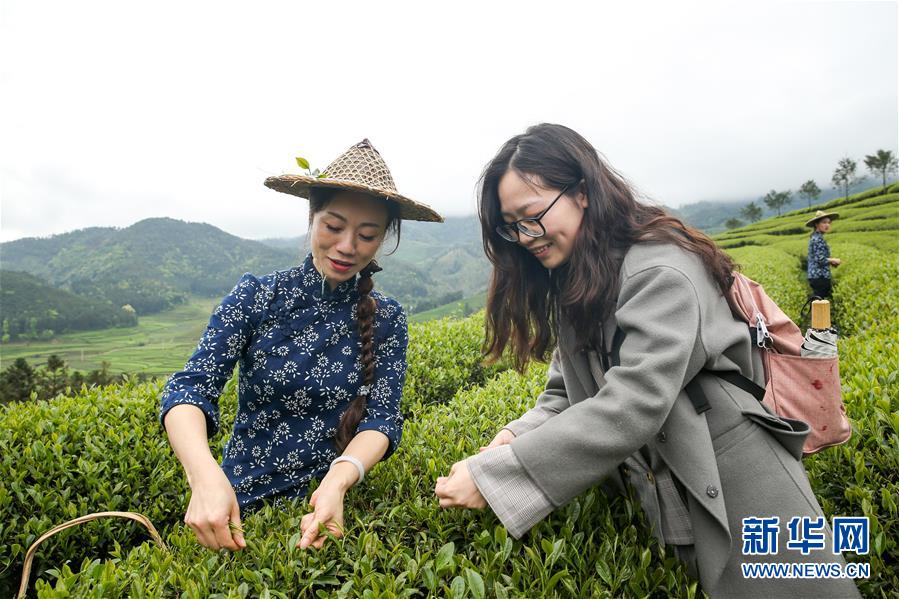 #（社會）（6）武夷山：生態(tài)茶園 祭茶喊山
