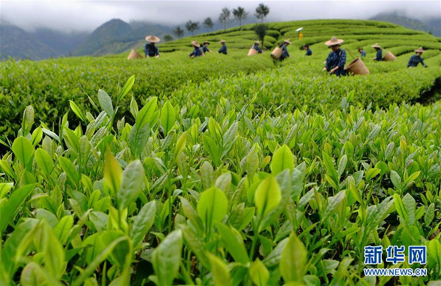 （社會）（1）武夷山：生態(tài)茶園 祭茶喊山