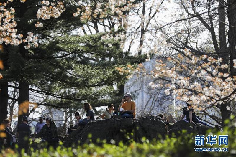 （國際）（7）紐約中央公園“探春”