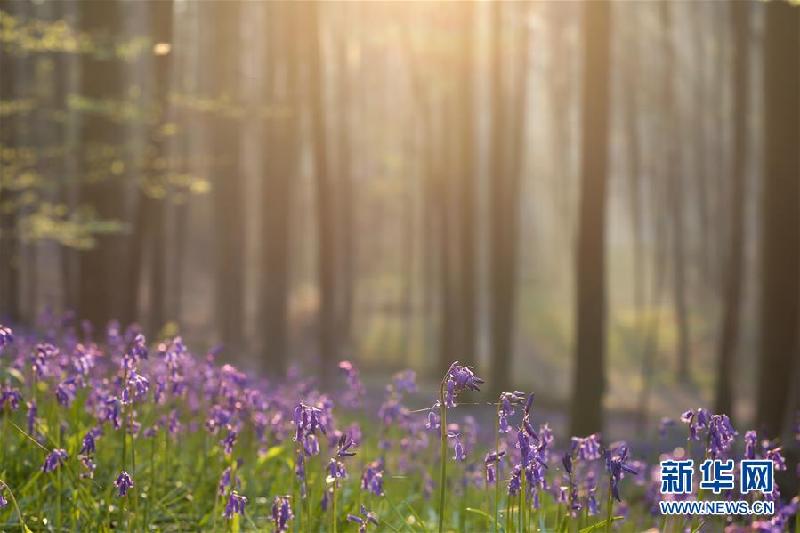（國際）（3）夢(mèng)幻紫花森林