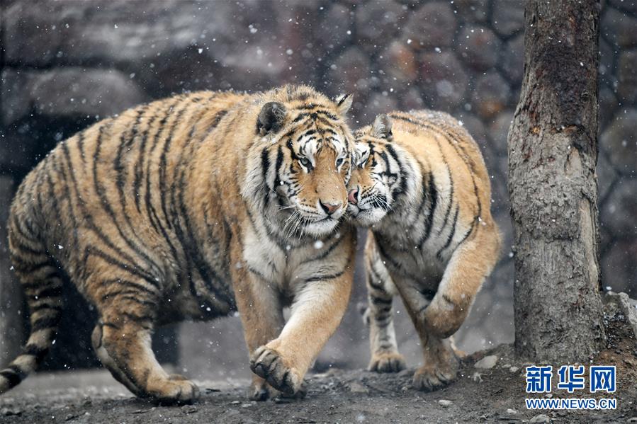 （環境）（1）猛虎戲春雪