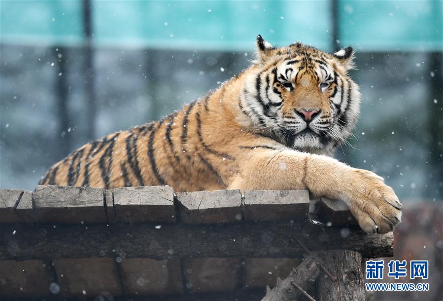 （環境）（4）猛虎戲春雪
