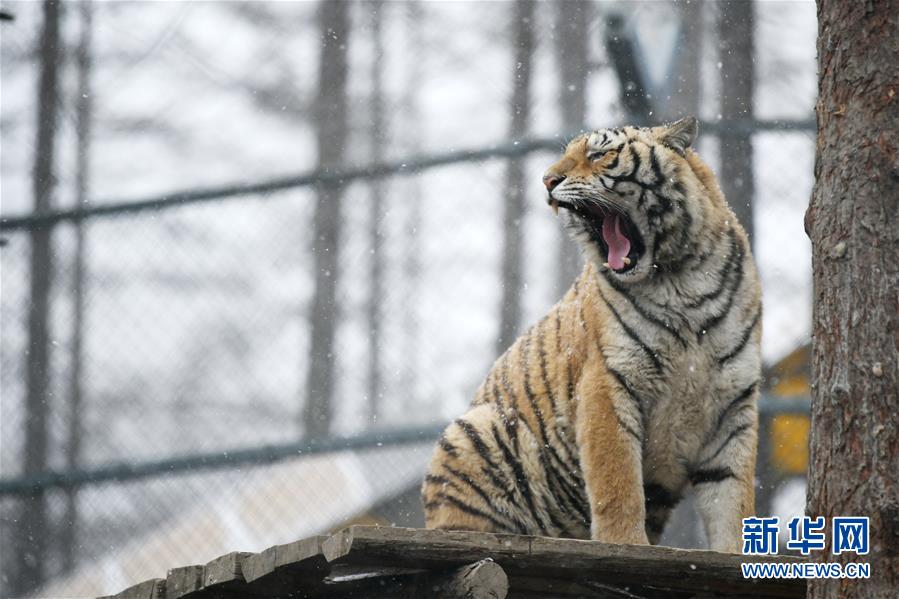 （環境）（7）猛虎戲春雪
