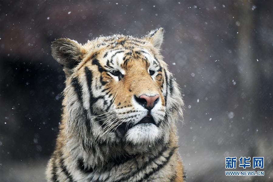 （環境）（8）猛虎戲春雪