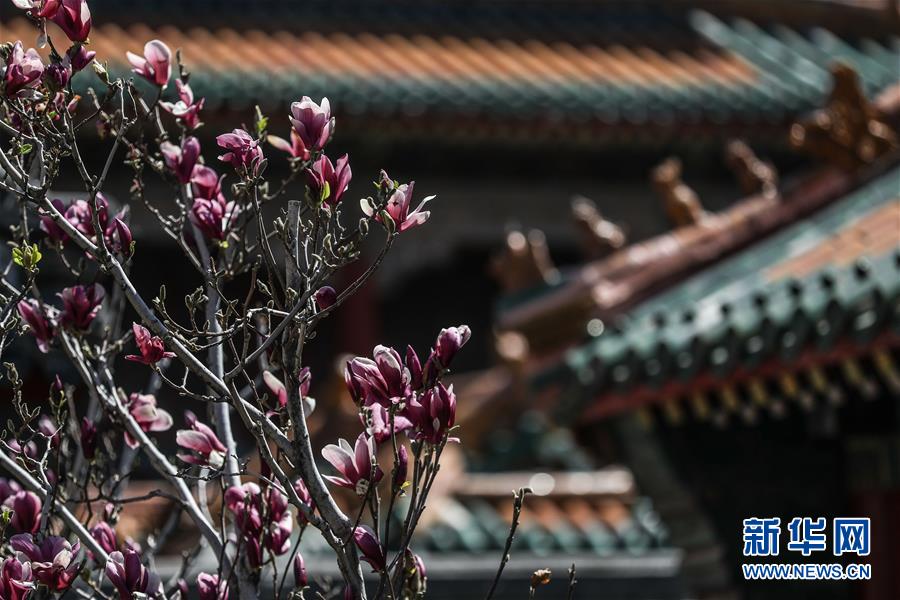 （環境）（3）古跡花影
