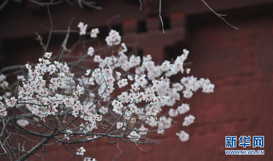 （美麗中國）（6）拉薩: 山寺桃花始盛開