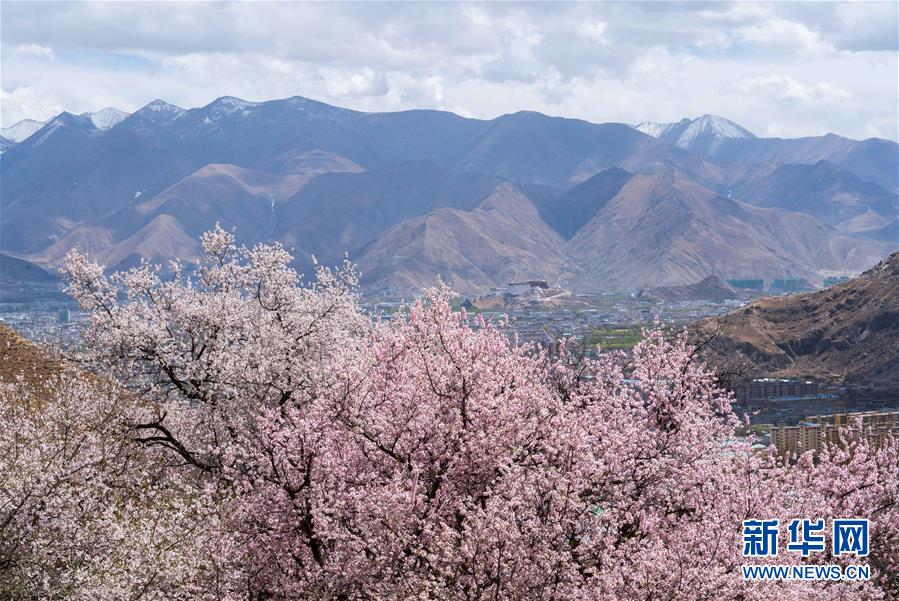 （美麗中國）（8）拉薩: 山寺桃花始盛開
