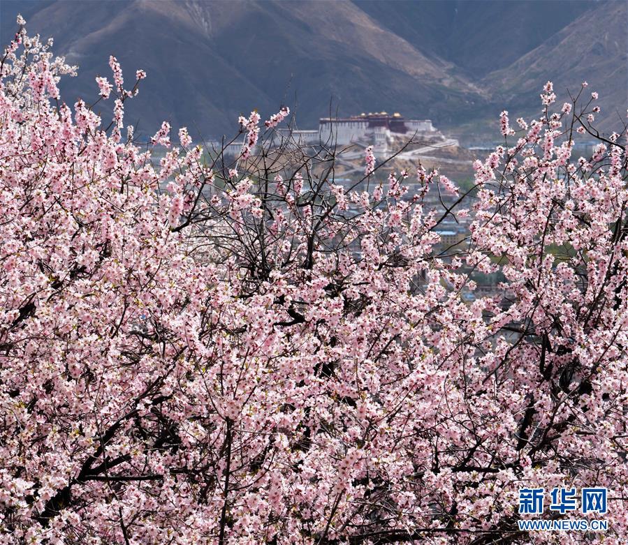 （美麗中國）（10）拉薩: 山寺桃花始盛開