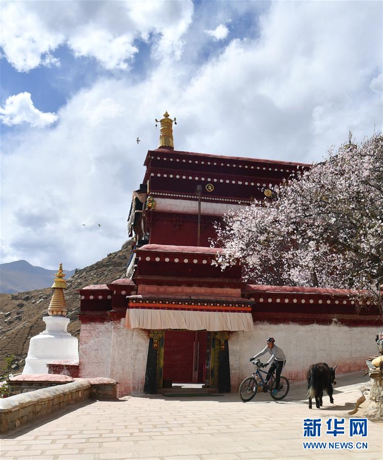 （美麗中國）（11）拉薩: 山寺桃花始盛開