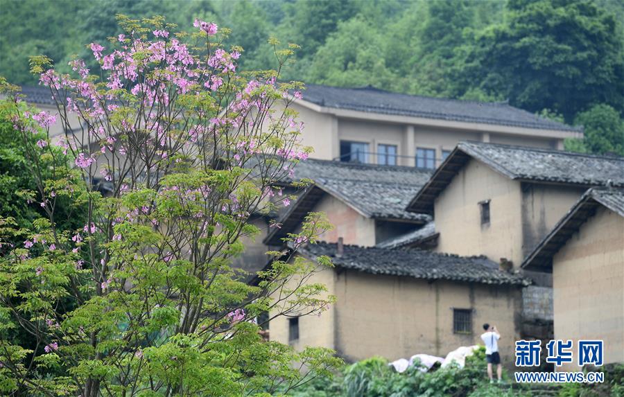 （春季美麗生態）（6）廣西上林：春到鄉村美如畫