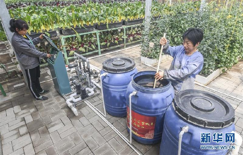 （經(jīng)濟(jì)）（1）河北饒陽：溫室農(nóng)事忙 科技助春耕