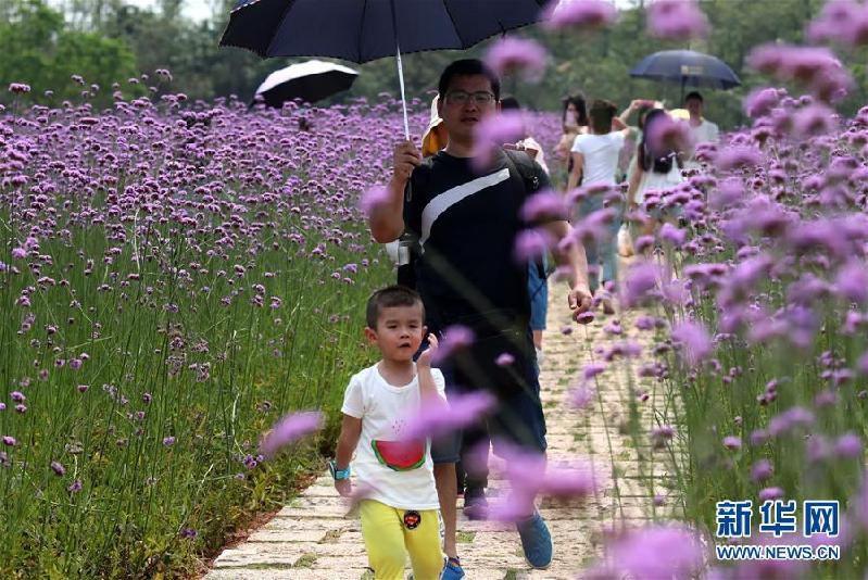 （社會(huì)）（2）花開迎客來