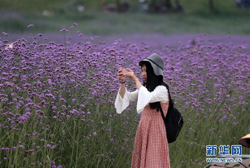（社會(huì)）（3）花開迎客來