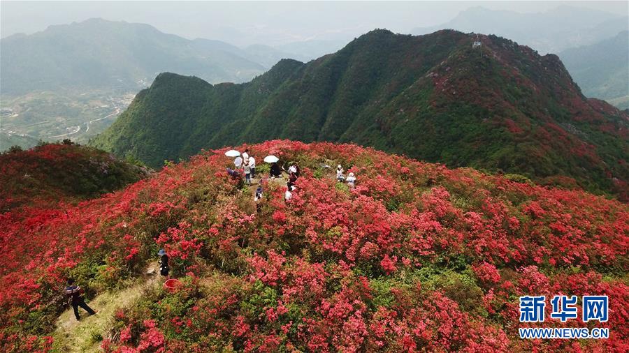 （春季美麗生態）（1）貴州丹寨：嶺上開遍映山紅