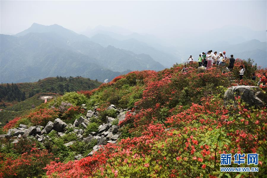 (春季美麗生態(tài))(3)貴州丹寨:嶺上開遍映山紅