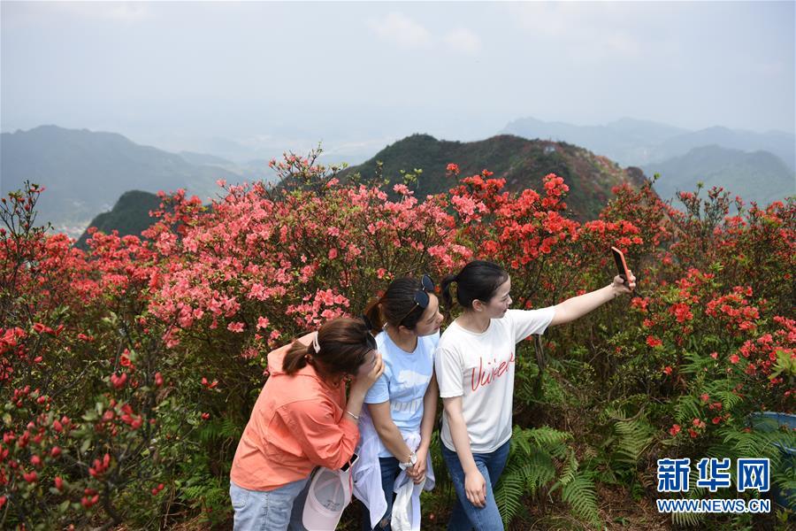 (春季美麗生態(tài))(4)貴州丹寨:嶺上開遍映山紅