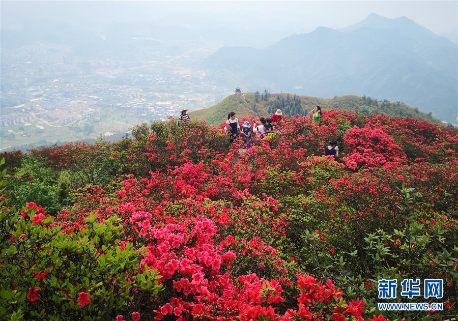 (春季美麗生態(tài))(5)貴州丹寨:嶺上開遍映山紅