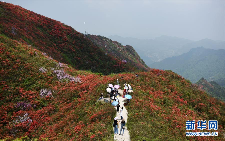 (春季美麗生態(tài))(6)貴州丹寨:嶺上開遍映山紅