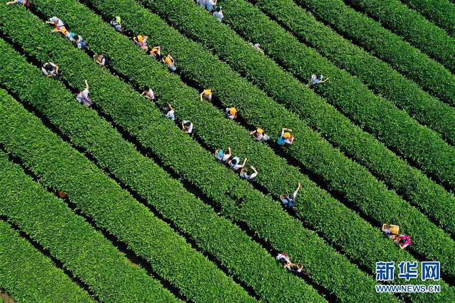 （社會）（2）采春茶 學(xué)茶藝