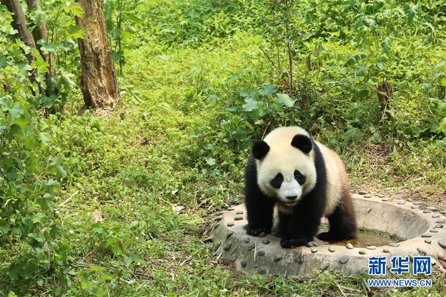 （社會(huì)）（1）大熊貓“如意”“丁丁”即將啟程赴俄羅斯