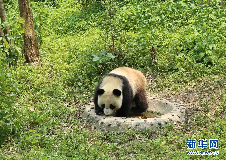 （社會(huì)）（2）大熊貓“如意”“丁丁”即將啟程赴俄羅斯