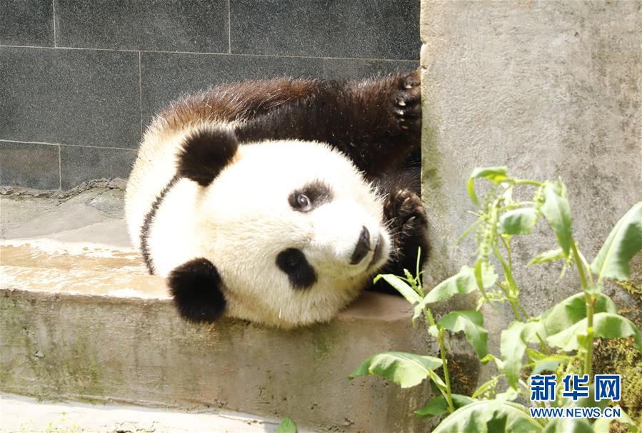 （社會(huì)）（6）大熊貓“如意”“丁丁”即將啟程赴俄羅斯