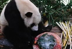 （環境）（3）海南：動物樂享清涼