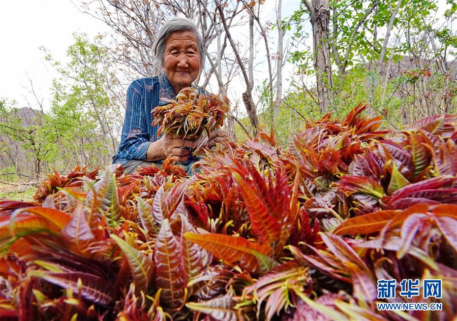 （經濟）（3）小小香椿芽助農富