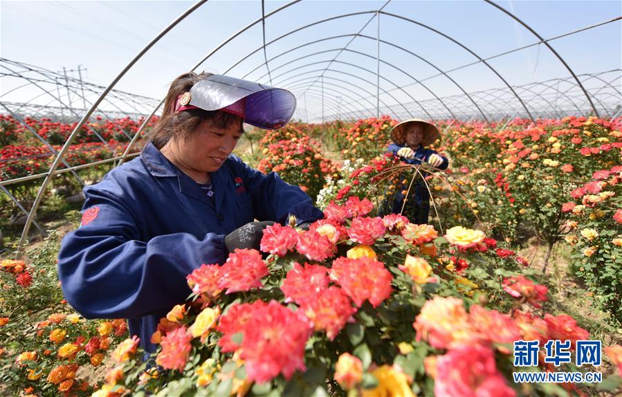 （經濟）（5）“鮮花經濟”富農家