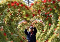 （經(jīng)濟）（1）“鮮花經(jīng)濟”富農(nóng)家