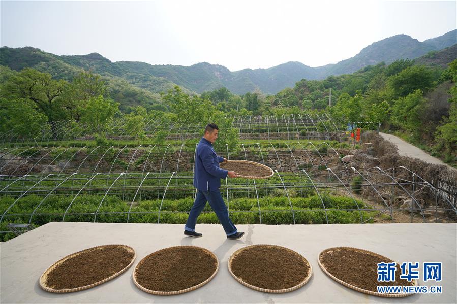 （圖片故事）（4）太行深山“養”茶人