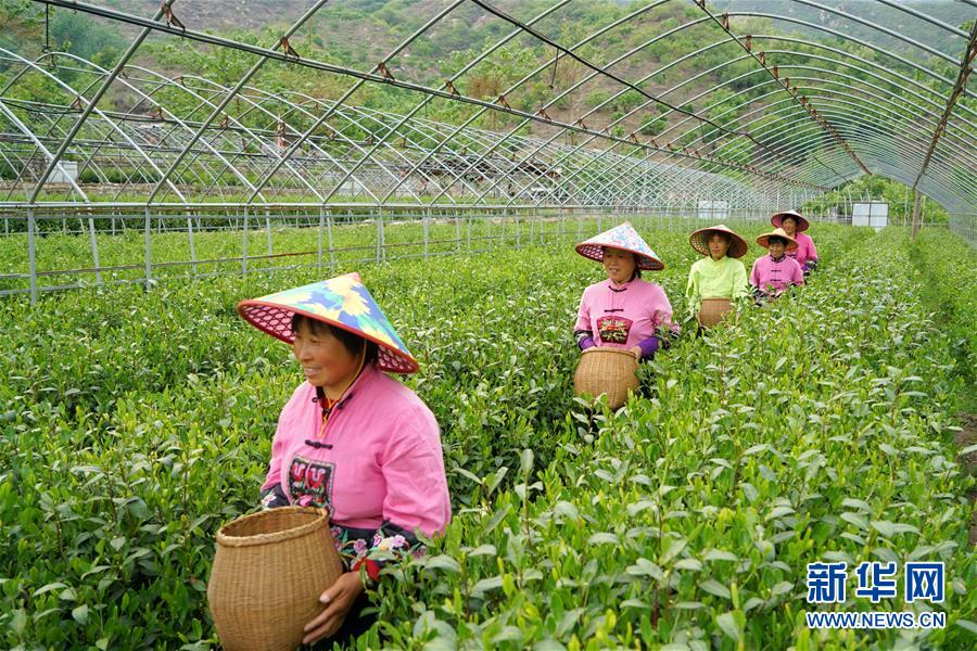 （圖片故事）（6）太行深山“養”茶人