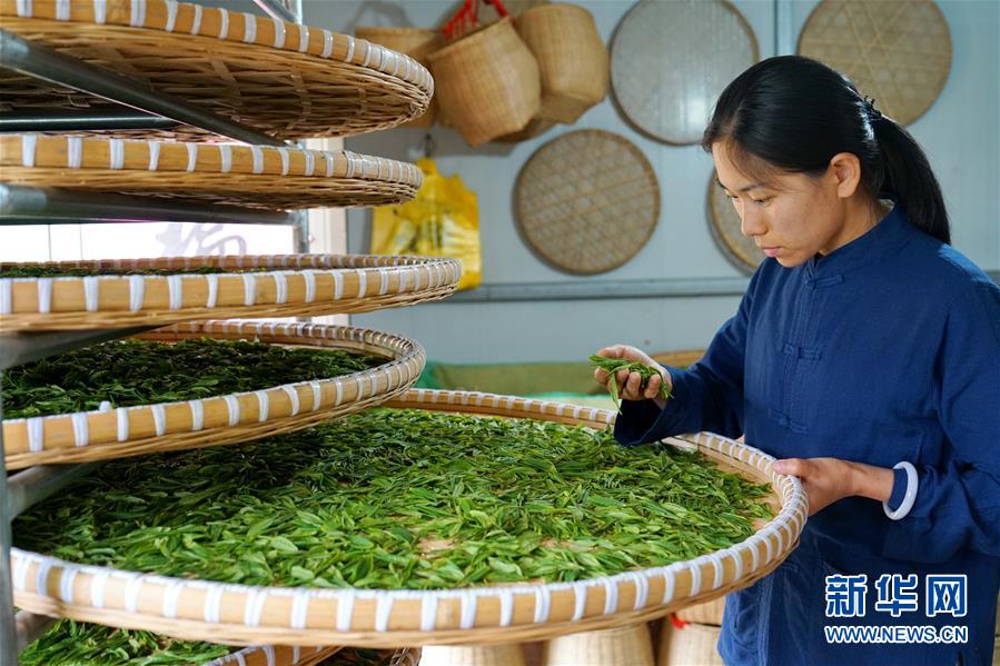 （圖片故事）（7）太行深山“養”茶人
