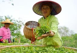 （圖片故事）（5）太行深山“養”茶人