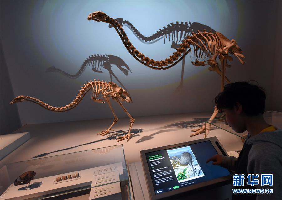 (國際)(3) 新西蘭國家博物館自然館重新開放