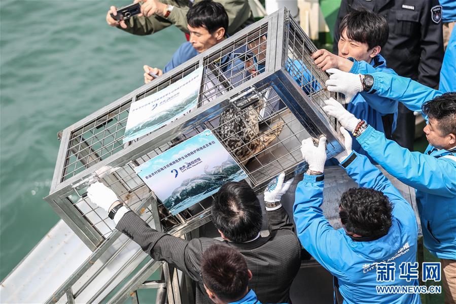 （社會(huì)）（7）大連：61頭被盜捕野生斑海豹全部放歸大海