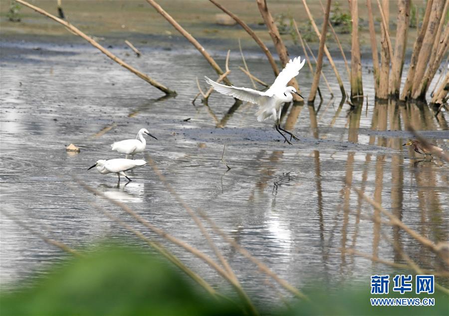 （環境）（1）都市鷺鳥飛