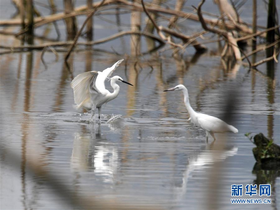 （環境）（2）都市鷺鳥飛