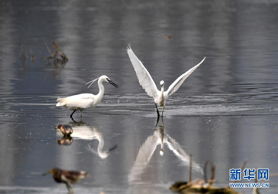 （環(huán)境）（3）都市鷺鳥飛
