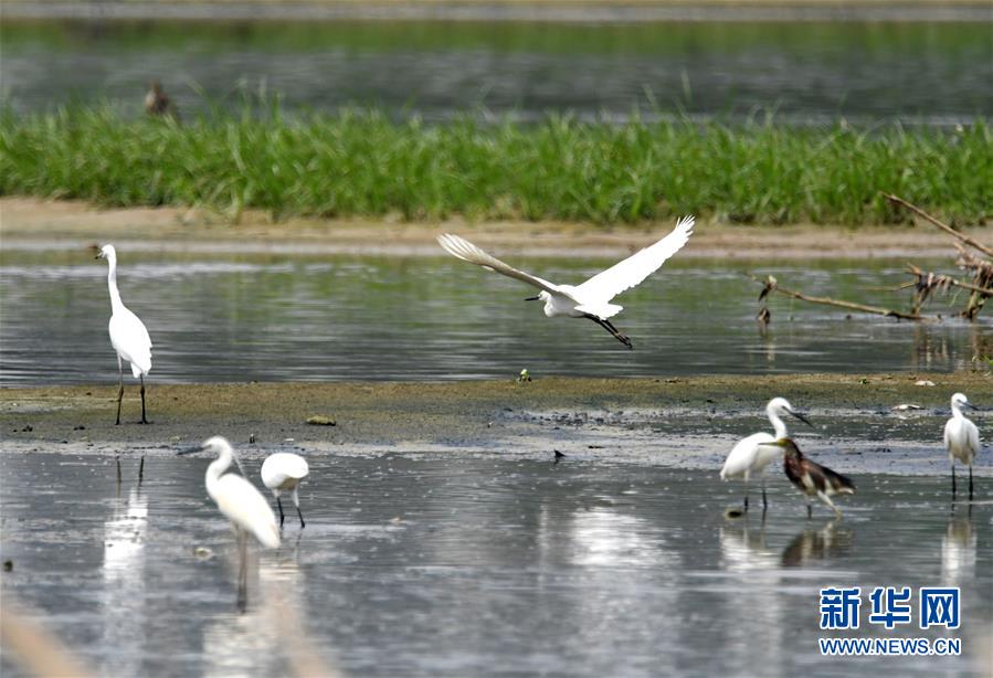 （環(huán)境）（5）都市鷺鳥飛