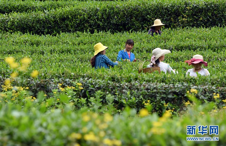 (經濟)(4)“隴上江南”采茶忙