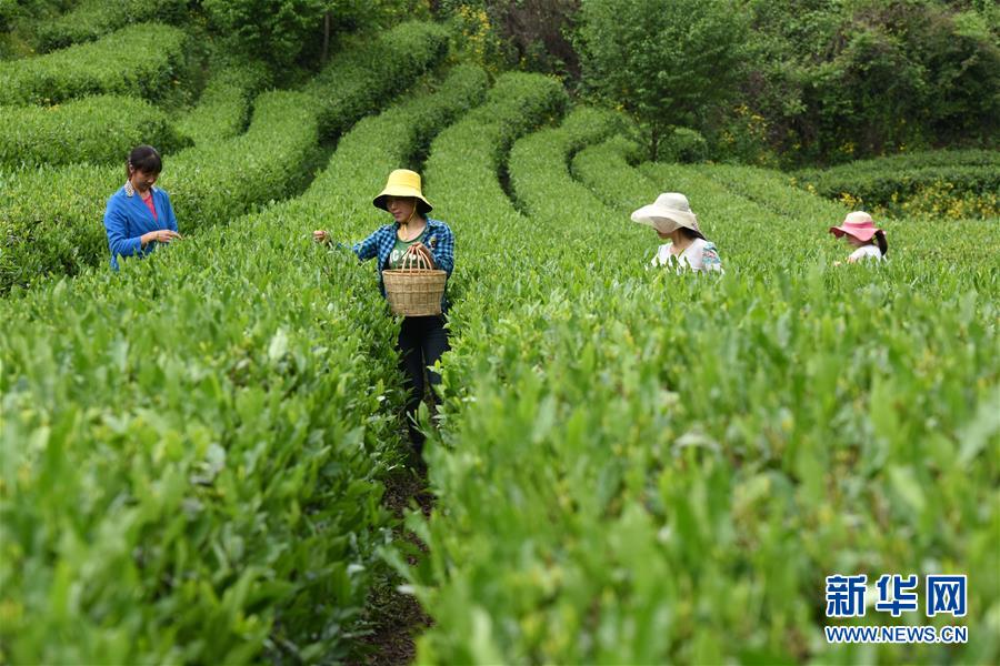 (經濟)(6)“隴上江南”采茶忙