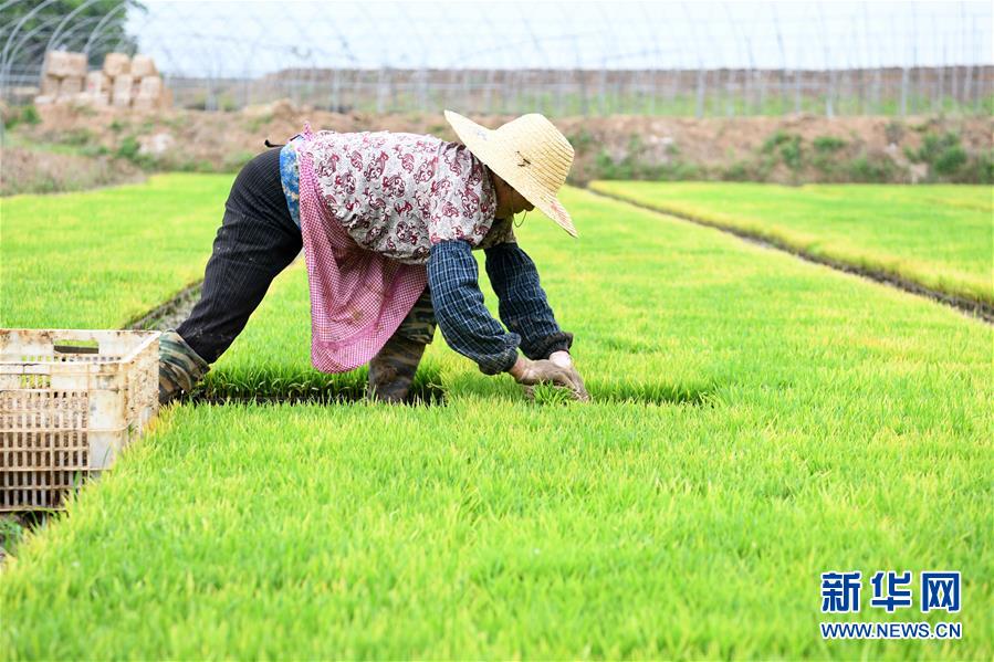 （經濟）（1）安徽全椒：規模化育秧助農增收