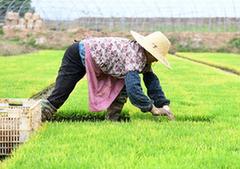 （經濟）（1）安徽全椒：規?；碇r增收