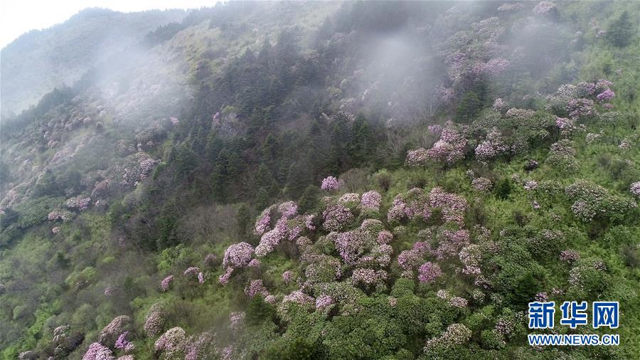 （壯麗70年·奮斗新時代·圖文互動）（3）從開山伐木到全面保護——神農架國家公園的生態協奏曲