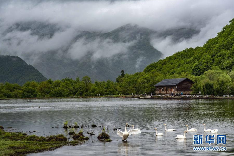 （壯麗70年·奮斗新時代·圖文互動）（5）從開山伐木到全面保護——神農架國家公園的生態協奏曲
