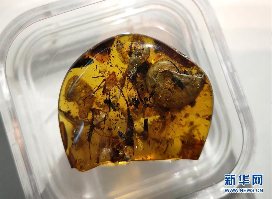 （圖文互動）（1）中國科學家在琥珀中發(fā)現(xiàn)史前海洋動物